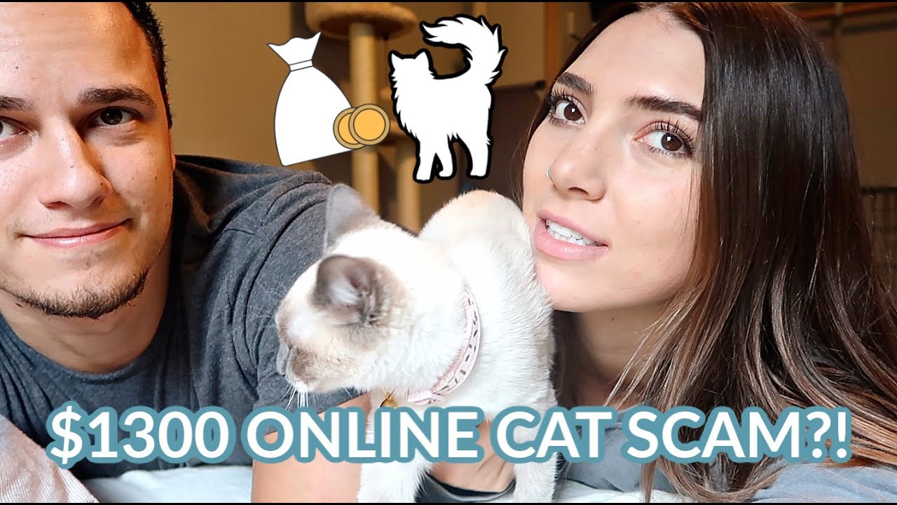 Be Careful When Buying Pets Online YouTube