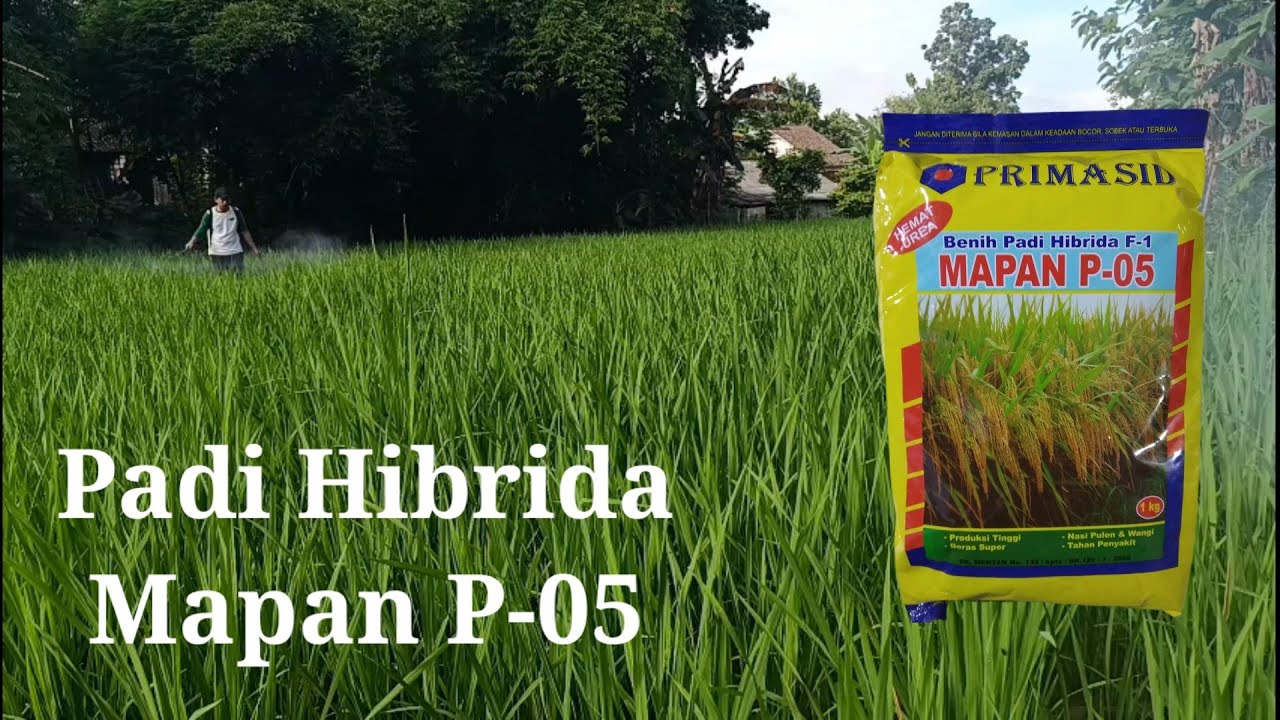Padi Hibrida Mapan P-05 Part.1