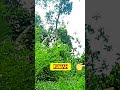 perlu teknik yang matang agar safety jatuhnya pohon#shorts #chainsaw #single #woodworking