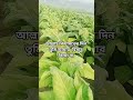 আল্লাহ কিয়ামতের দিন তুমি আমার হিসাব নিয়ো না🥰❤️🥀#mizanur_rahman_ajhari #banglaislamic #shortsvideo