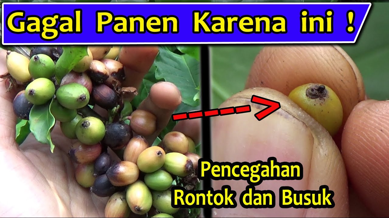 Buah kopi rontok semua - Buah kopi rontok - Buah kopi busuk - Buah kopi layu