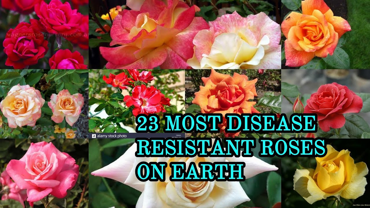 23 MOST DISEASE RESISTANT ROSES ON EARTH YouTube