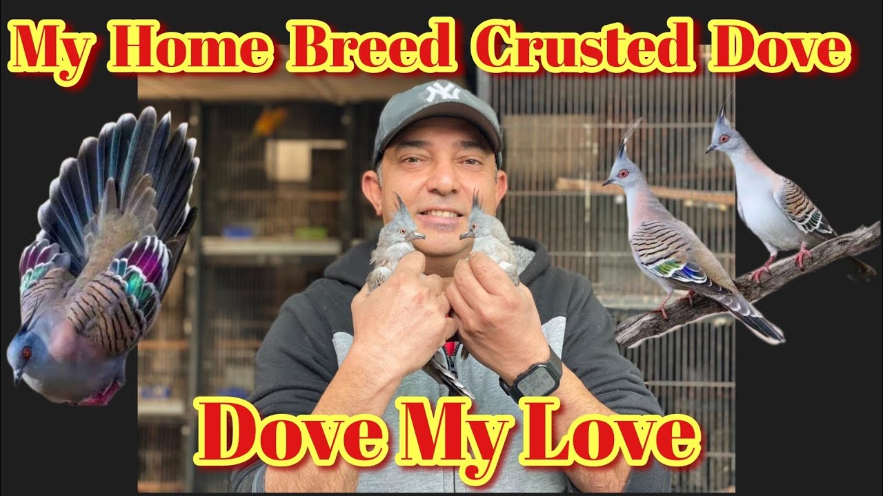 Crusted Dove Ki Breed AA gai||Crusted Dove Cute Babies 😘