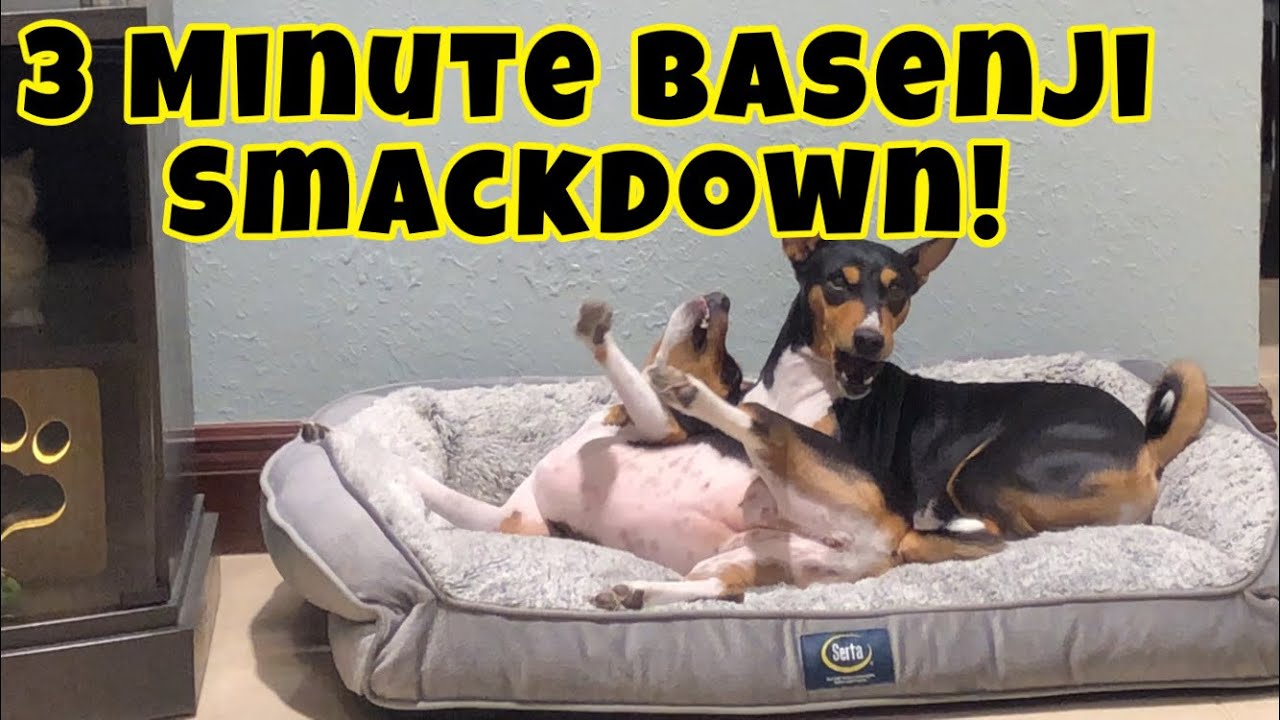 3 Minutes Basenji Boxing/Wrestling Smackdown! | Dogs Boxing/Wrestling Match!