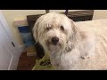 How I detangle a matted coat on a Havanese