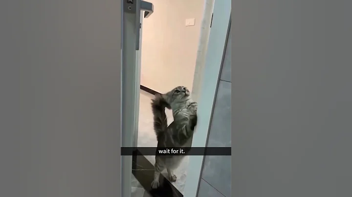 Watch the video about Funny Cats Videos 2024 part 135 #fun #funny #viral #funnyvideo #shortviral #cat #dog #cats #dogs