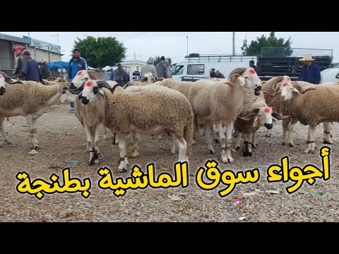 أجواء سوق المواشي اليوم بطنجة