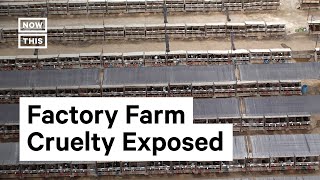 Filmmaker Investigates Factory Farming Using Drones