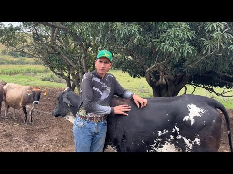 MY PLACE IS HERE ON THE FARM WITH THE COWS AND THE ANIMALS.