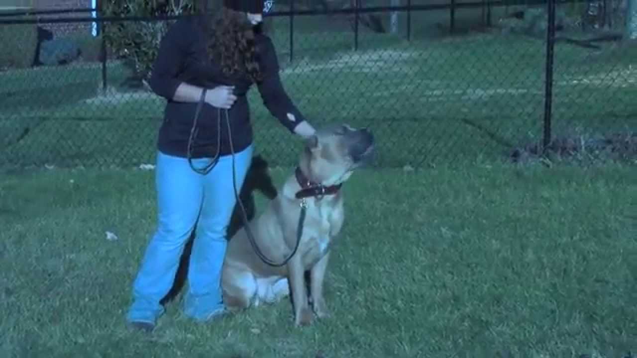 Leo Bite work 12 26 14 "protection dogs for sale"