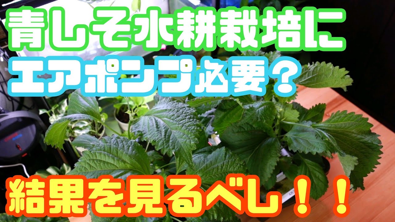 青しそ水耕栽培 酸素が必要か新検証 エアポンプで空気送ったら成長が凄いことになるのがやってみた Youtube