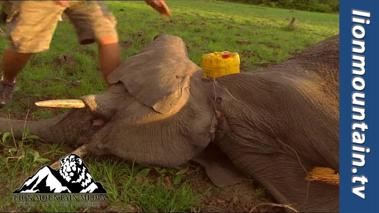 Saving Elephants with the Conservation South Luangwa (CSL)