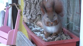 Звуки сойка/дятел/белка/синица🌱Зима на балконе🌱