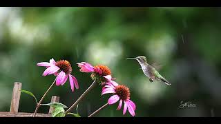 Sony a9 iii & Sony 200-600 Sample footage screenshot 5