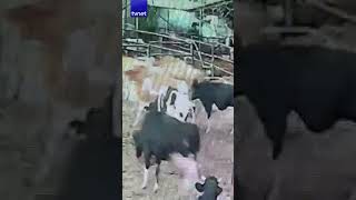 Mandıraya Giren 2 Kurt Buzağıyı Yaraladı Ira Ğı