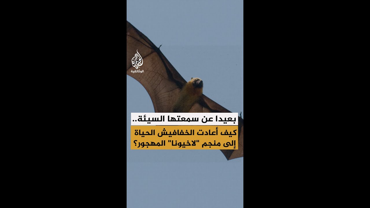 بعيدا عن سمعتها السيئة.. كيف أعادت الخفافيش الحياة إلى منجم "لاخيونا" المهجور؟