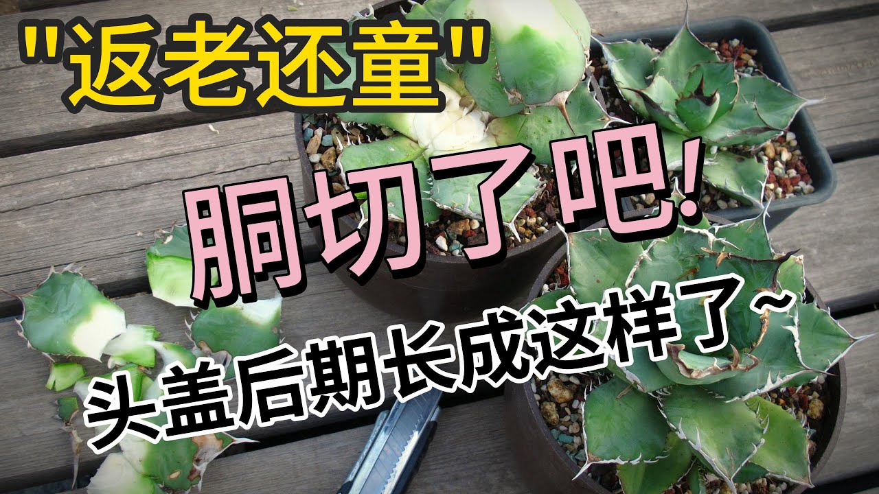 仁王冠頭蓋返老還童,第一次嘗試胴切-藍嚴龍藍霸王!~~|荒漠植物|Vlog 13 龍舌蘭記錄-Agave&Agave titanota blue