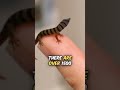 Subscribe for more facts about your favorite pets! 🦎#gecko #geckos #reptiles #pets