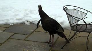 Wild Turkey Tom