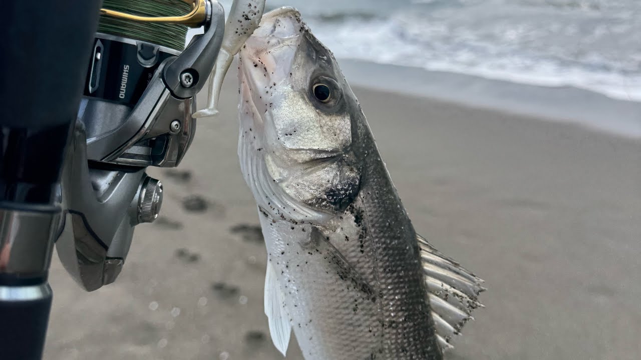 Первый сибас с берега в Черногории на 420грм.