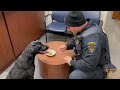 Lakewood Police K9 eating his birthday cupcake