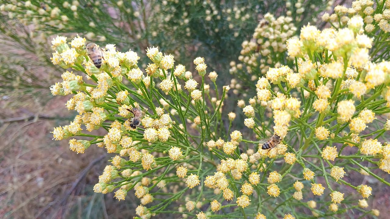 A Pinch of Love Part 2, By Barry Timms and Tisha Lee