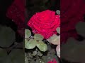 ....‼️🌺💮🌸🥀🌹...‼️#shortsvideo#flowers #bbklyrics