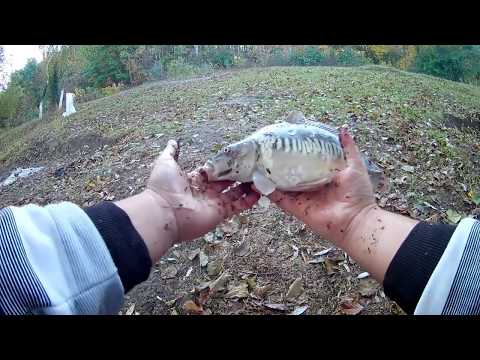 Fishing. Crazy carp bite and an empty keepnet. Groundbait testing.