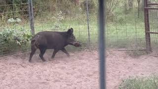 Caught 2 giant boars caught in Two Traps ! #494