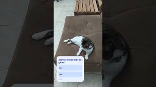 Zezito e muito lindo 🤩🐈