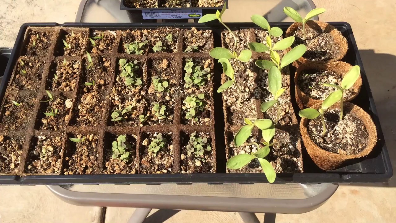 Hyssop Seedlings & More [UPDATE] YouTube