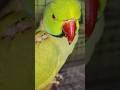 #beautifulparrot #beautifulvoice