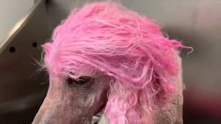 Funky Pet Color Shampoo – Color It Simple with OPAWZ Dog Safe Dye