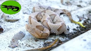 Are Baby Venomous Snakes ACTUALLY More Dangerous?....