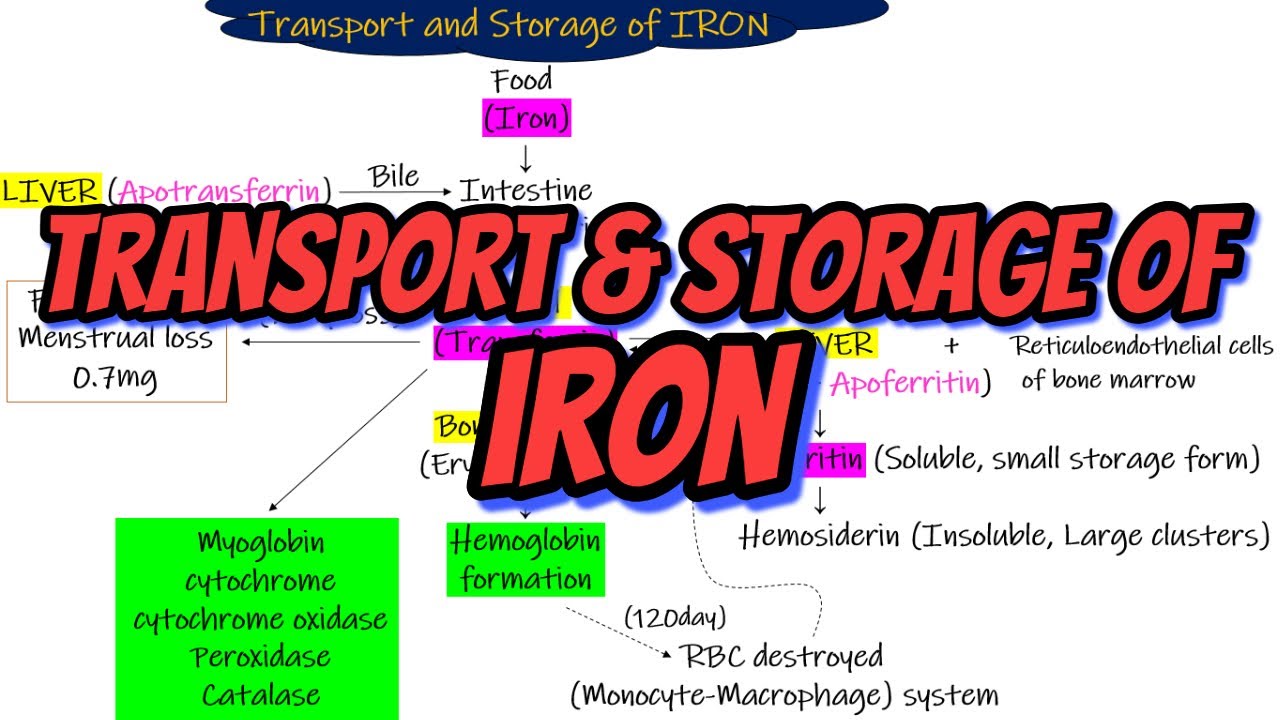 Transport & storage of Iron. Chapter 33 part 7. Guyton and Hall ...