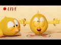  live cartoon  wheres chicky   cartoon in english for kids   live stream