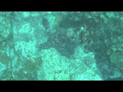 Octopus at Makunudu house reef, North Male Atoll, Maldives