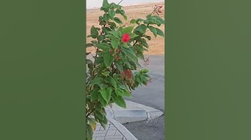 اللهم اجعل القرآن الكريم ربيع قلوبنا ونور صدورنا