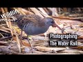 Water Rail Photography | UK Wildlife and Nature