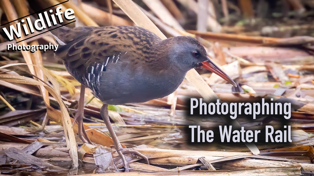Water Rail Photography | UK Wildlife and Nature - YouTube