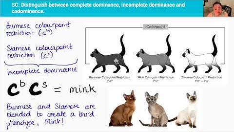 Incomplete Dominance & Codominance (Video 7 in 2.5 Series)
