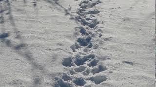 Snow Prints Through The Lake, Branches, Cold, Landscape, Marks, Nature, Prints, Signs, Snow, Snow Co