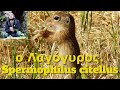 European ground squirrel eating.Λαγόγυρος τρώει.