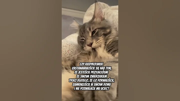 Video 11132551: kitten cat funnycat mainecoon, mainecoon kitten cute funnycats, mainecoon cat kitten funny
