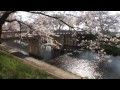 新境川堤（百十郎桜）