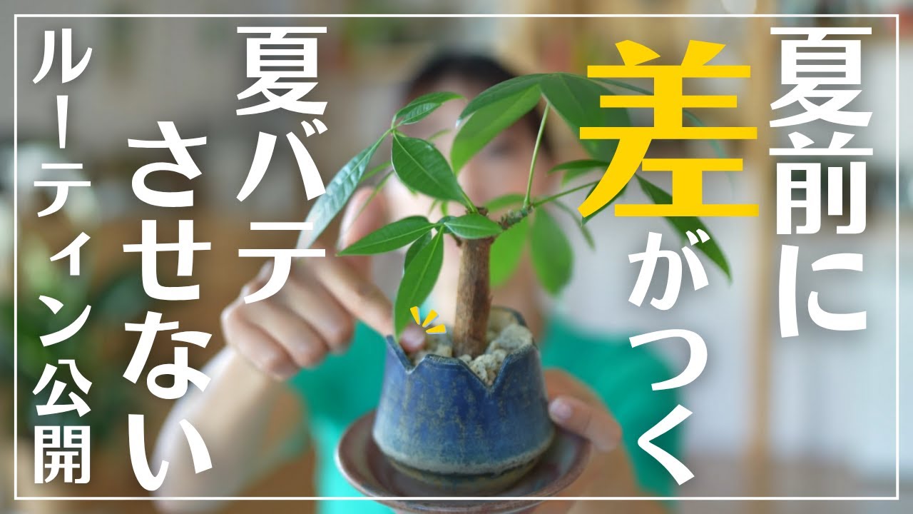 How to care for your houseplants every day, week, and month