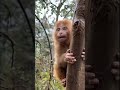 Mom Where? 🐒 | Baby Yell! | Round Eyes!