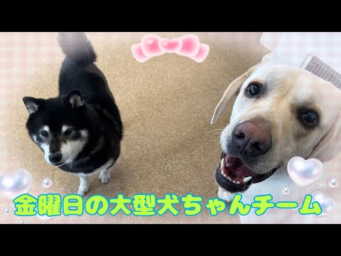 Dog Kindergarten] Friday's Large Dog Team - YouTube