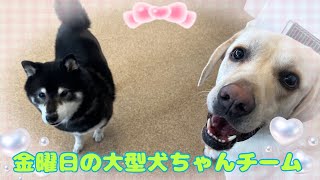 さるいぬきじ様✩.*˚おまとめ Dog Kindergarten] Friday's Large Dog Team - YouTube