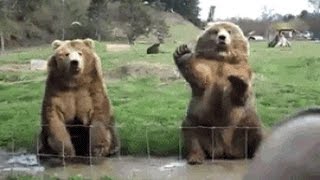16 Photos of Bears Trying to Follow The Human Evolution Path screenshot 2